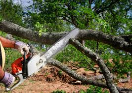 Best Emergency Tree Removal  in Debary, FL
