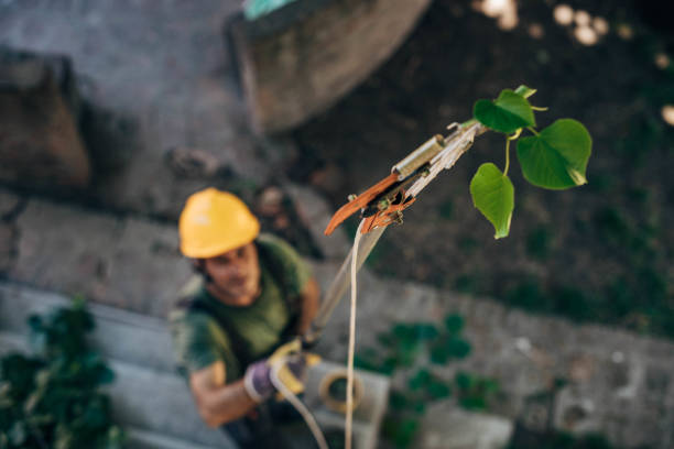 Best Leaf Removal  in Debary, FL