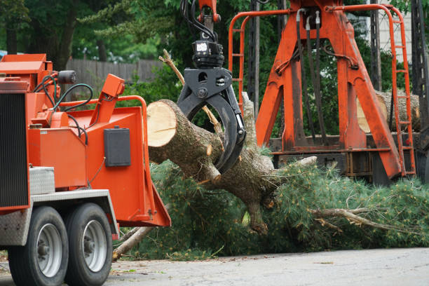 Best Tree Health Inspection  in Debary, FL