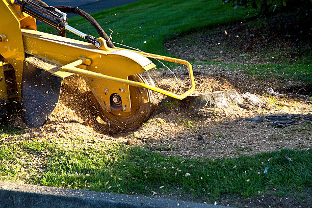 Best Arborist Consultation Services  in Debary, FL